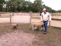 Tia Border Collie Learning to Herd Sheep (2)