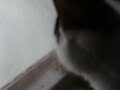 black and grey squirrels
