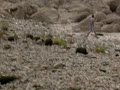 une trombe marine en corse