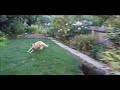 Laika playing with Simon