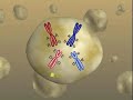 GENETIC DIVERSITY