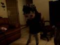 videos de dora doing the stanky leg