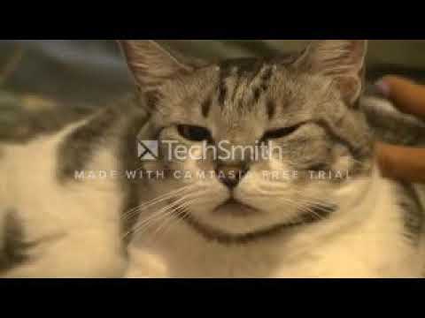 Sooryavansham 3gp Mp4 Movie Downloadl