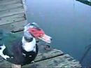 Meet Mr. Muscovy Meet Mr. Muscovy