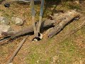 baby-panda-falls.html