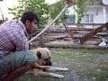 Anatolische herder