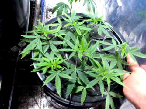 how to vent 400 watt hps