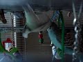 Kamasutra for Budgies: The Bat Position
