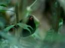 Black-spotted Bare-eye