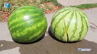HEALTHY LIVING: Your Head is Like a Watermelon HEALTHY LIVING: Your Head is Like a Watermelon
