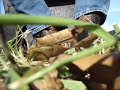 Brown Boulet Buckaroo Cowboy Boots and Spurs