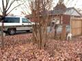 videos de Dogs chasing 4 wheeler