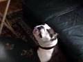Bulldog Inglés video