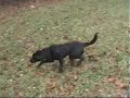 Gundog training