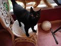 The Goodbye Cat