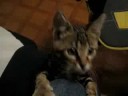 Indy - Born to be wild (cat) ;-)