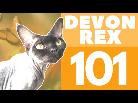 The Devon Rex Cat : Breed & Personality
