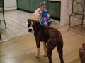 The 3 Year Old Dog Trainer - Feeding time