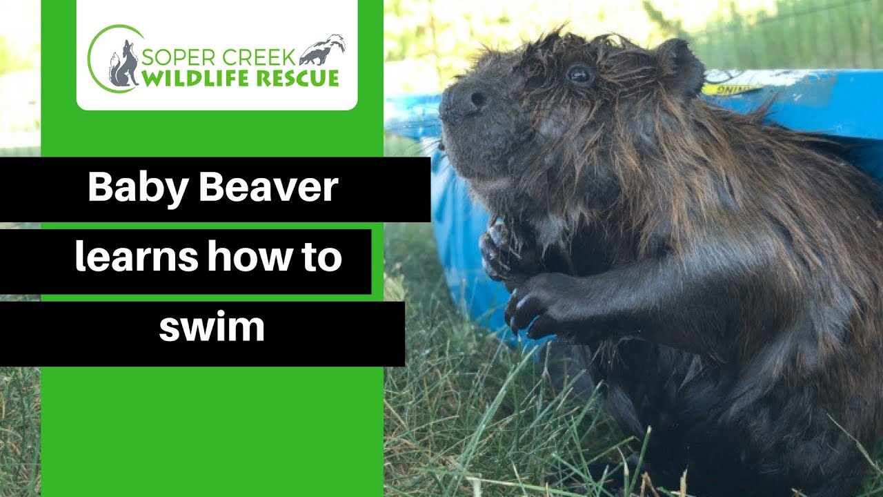 Baby beaver learns to swim then drys himself off in the most adorable way