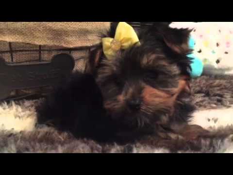 BEAUTIFUL YORKSHIRE TERRIER FEMALE PUPPY!
