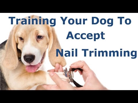 Teach your dog not to be afraid of nail trimming