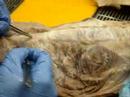 Professor Narrated: Cat Dissections, Muscles 4 Professor Narrated: Cat Dissections, Muscles 4