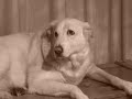 My dog Perla