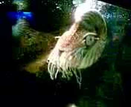 Chambered Nautilus (Ancient Squid)