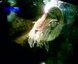 Chambered Nautilus (Ancient Squid)