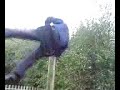 george twirling on a swing george twirling on a swing