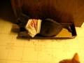 Gus rolling around in catnip