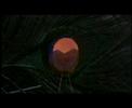 forest of shadows dracula love never dies