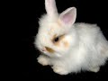 Fluffy Baby Bunny Daft Punk Video
