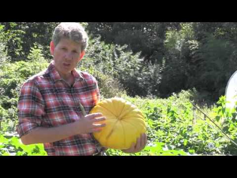 how to harvest squash and pumpkins