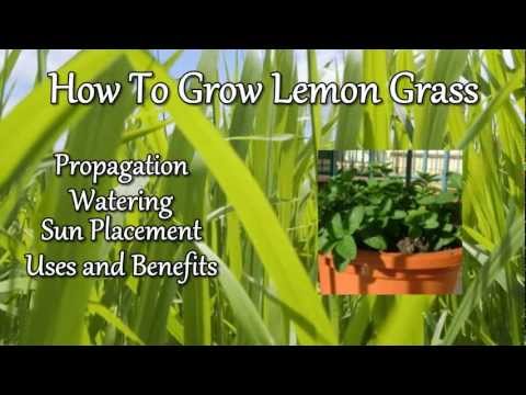 how to grow lemongrass uk