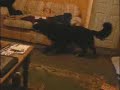 this was my dog until she had to go to a new home as she was getting to big for the house and we had 6 cats at the time so we thought we would let her go to a new home, even though we loved her and th