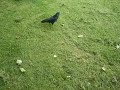 London Pigeon\ London Pigeon\