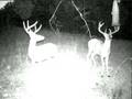 Trail Camera freaks out bucks