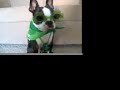 World’s Most Patient Dog