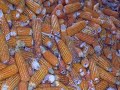 Corn Harvest 2004
