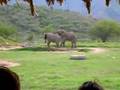 Los Elefantes de Bioparque