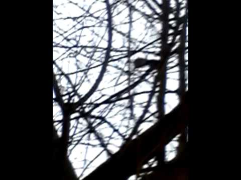 Eichhörnchen !!!! Futter jagt #1