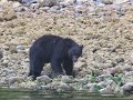 Black Bear feeding, Vancouver Island