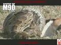 Giant Snake Eats Gazelle for Breakfast