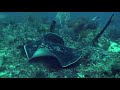 Marble Ray & 5 Sharks at Yapak 2 Marble Ray & 5 Sharks at Yapak 2