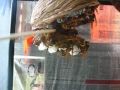 Disturbing workers on my observation colony of Vespa ducalis hornets