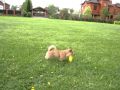 2010-05-18 | Norwich Terrier plays frisbee ~> my norwich terrier Happy ()