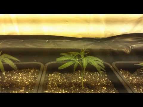 how to grow kweek grass