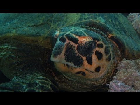sealife - The beautiful egypt underwater sea life.