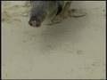 CNBC TV Blooper - Riding a Pig - HEGEDUS and the HOG